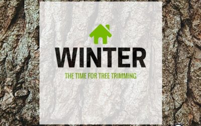 Why Winter is a Great Time for Trimming Your Trees